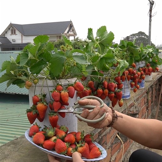 How to Grow Strawberries in Plastic Containers on the Balcony No Garden Needed, Still Lots of Fruit | H&H Gardening Secrets