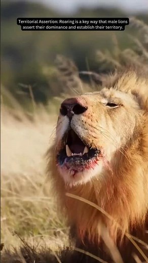 The Terrifying Roar of an Angry Lion: Unleashing its Power