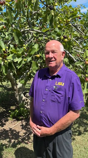 LSU AgCenter horticulturist Ed Bush discusses the five fig varieties developed by the LSU AgCenter Fig Breeding Program- Tiger, O'Rourke, LSU Gold, LSU Purple and Champagne. #Figs #LSUAgCenter #Louisiana #Gardening | LSU AgCenter
