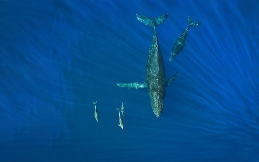 PASS 第1节 非劣效性设计：两组样本均数比较的样本量估算