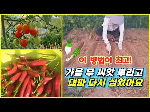 #4 이대로만 따라 하세요. 가을 무 씨앗 뿌리고, 대파 심기.