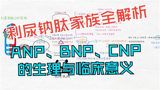 利尿钠肽家族全解析：ANP、BNP、CNP的生理与临床意义