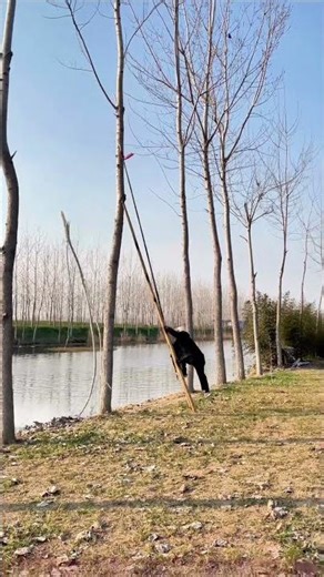 Fail Attempt: Climbing Tree with Ladder, It Fell and I Fell!