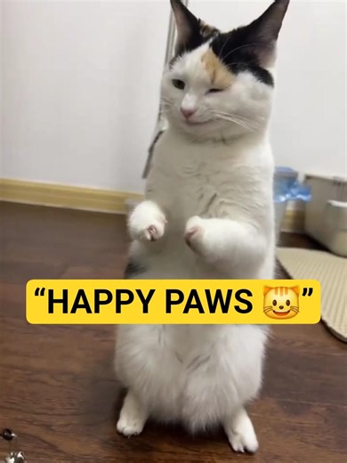 This Smiling Cat Just Made My Day 😄🐱 #shorts #cat #cute #catlovers