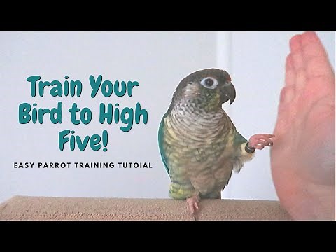 How to Train Your Bird to High Five! | Easy Parrot Trick Training Tutorial | BirdNerdSophie