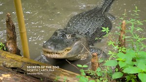 36K views · 532 reactions | Sometimes, dealing with cantankerous alligators is a lot like trying to wrangle a 5-year old. | National Geographic Animals | Facebook
