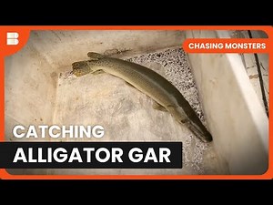 Surviving Alligator Territory - Chasing Monsters - S02 EP2 - Nature & Adventure Documentary