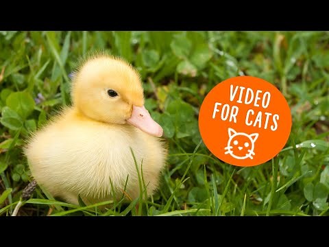 Cat TV for cats to watch / Movie for cats with ducklings 🦆