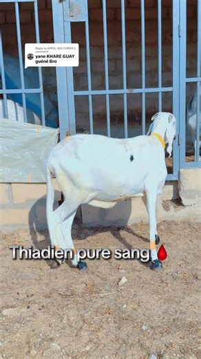 Thiadien Pure Sang: Elevage et Vente au Sénégal