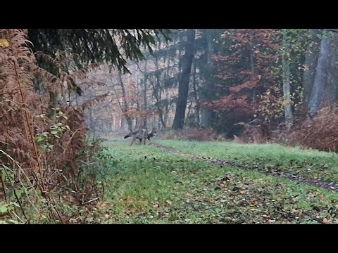 Wolf bemerkt Mensch – und dann passiert das 🐺🤫