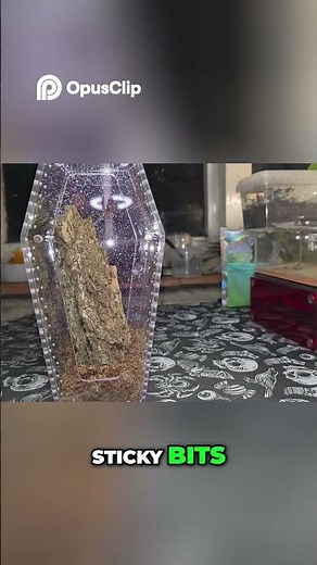 DIY Terrarium: Easy Steps for a Lush Mini Ecosystem