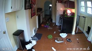 Video Shows Dog Turning On Stove, Starting Fire, Nearly Burning Down House