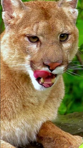 Majestic Cougar Surveys Kingdom | Mountain Lion's Perfect Lookout