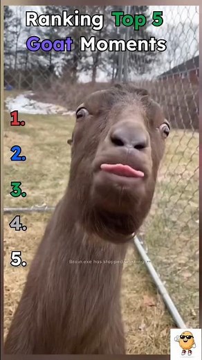 WAIT FOR #1 😭🐐 Funniest Goat Moments Ever 💀 #shorts #funnyanimals #goat #viral #cuteanimals