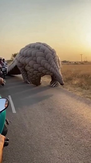 Giant Armoured Creature Stops Traffic on Rural Indian Road What was supposed to be a normal scooter ride turned into a moment no one on that road will forget. This raw handheld POV footage shows a huge, heavily armoured pangolin slowly crossing a quiet rural road in India during warm evening light. Its thick, steel-like plates catch the sun as it moves, claws tapping loudly on the asphalt. Motorbikes and scooters come to a halt as people begin filming, unsure of what they’re looking at. The crea