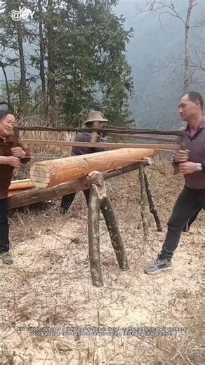 The Art of Two-Man Sawing: Ancient Woodcutting Technique 🌾 | Efficient & Low-Cost