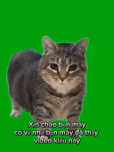 Hướng dẫn làm Uiia Cat Cover thú vị