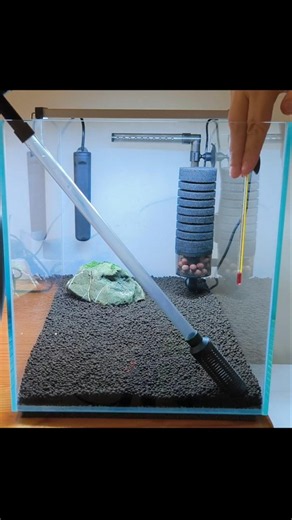 Easy Shrimp Tank Setup Guide #aquarium #shrimptank #aquascape
