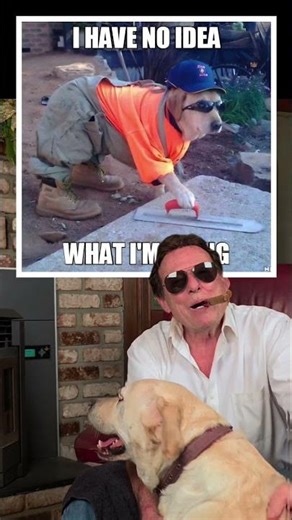 I have no idea what I'm doing 🤣 #dogs #yellowlab #dog #labrador #doggo #construction #funny #nonno