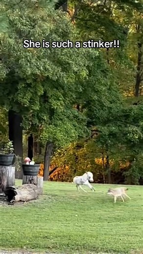 Baby donkey chasing coyote | bonitafarm
