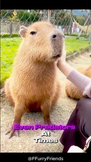 Capybara: The Friendliest Animal on the Planet! 🦫🌎