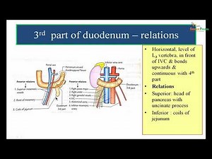 Duodenum