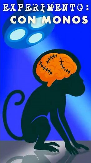 The BRUTAL EXPERIMENT: Monkeys with Transplanted BRAINS 🧠🐒 | @CurioSphereOk