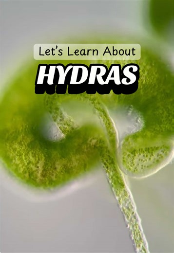 Let’s learn about Hydra! Hydra are a type of animal that lives in freshwater environments. They are named after the mythical Hydra because they also can regrow lost limbs. Because Hydra are a type of Cnidarian, this makes them a relative of the jellyfish. 🪼 This Hydra has a relationship with algae called endosymbiosis where algae live inside of their bodies, it also gives them extra energy from the sun! 🌞 They have a basal disc that acts like a foot. 🦶🏻 This allows them to stick to plants an