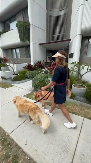 Allez 2 dogs hands free dog leash system. The hands free dog gear revolution.