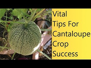 Video (46) Major Issues And Solutions For Growing Cantaloupes/Melons | Update Sept. 2022.