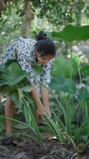 Traditional Taste Story on Instagram: "Homemade Crispy Fried Taro Root Chips 🍠 From Garden To Plate Ingredients - Taro Root Salt Black Pepper Chilli Powder Coconut Oil #foryou #traditionaltastestory #tarorootrecipe #taroroot #fyp #chips #tarorootchips #villagelife #healthy #viral"