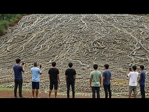 Thousands of decapitated pythons in Florida: The perpetrator shocks scientists!