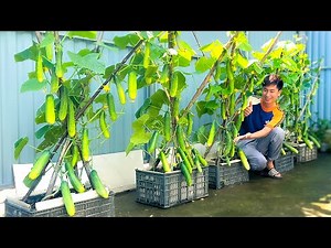 How to Build a Super Simple Cucumber Trellis – Loaded with Fruits and High Yield!