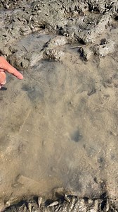 132K views · 536 reactions | Secret Techniques for Catching Octopuses | Traditional Fishing Skills #OctopusFishing, #OctopusHunting, #GiantOctopus, #DeepSeaFishing, #OctopusCatch, #Spearfishing, #SeafoodAdventure, #WildFishing, #PrimitiveFishing, #CatchAndCook | Ahlik Fishing | Facebook