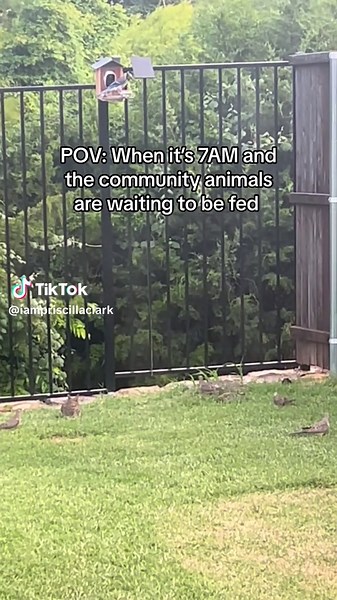 It is my duty now 🫡 #iampriscillaclark #birdwatching #birdfeeder #wildrabbit