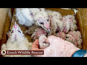 Six Barns Owls Raised and Released