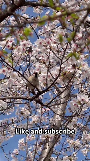Sparrow dancing among Sakura tree.