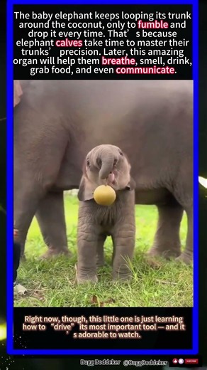 Why Baby Elephants Are So Clumsy With Their Trunks#wildlife #animals