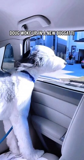 Mr dougy in buggatti #doodle #dog #love #lovelife #cute #dougy #animals #fun #doglover #pov ##bugatti | Thesheepdoodle