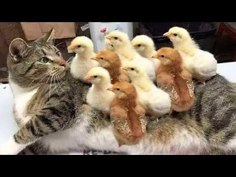😻 FUNNIEST and CUTEST CAT 🌈😊 VIDEOS 2021 | Lovely💓Cats