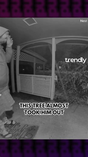 Falling Tree Branches Shock Homeowner—Caught on Camera