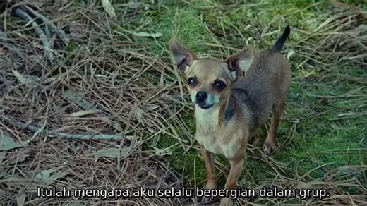 Film Vampires Suck (2010) Frisca okru