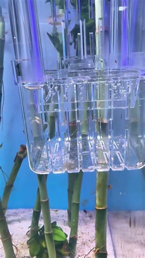 30-day Panda Bamboo Tank update… guppy fry appeared