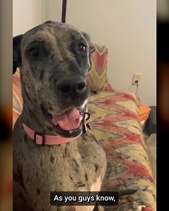 🐶 What's HIDING in your dog's food? Hey, dog parents! It's Dr. Marty here... It sounds shocking, but almost ALL commercial dog food contains ingredients NO dog should EVER eat! As a vet with 45 years' experience, it's crystal clear that NUTRITION is key to dogs' health and happiness! That's why I made a video revealing the 3 ingredients ALL dog parents must look out for — because they can lead to fatigue, joint pain, itchy skin, messy poop and worse! I'm also sharing the ONE thing my wife and I