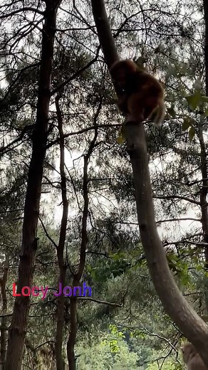 35K views · 882 reactions | Rescue An Orphan Baby Life Without Mom Most Hungry | A Poch Monkey | Facebook