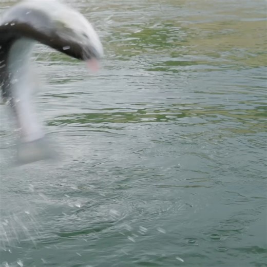 She jumps! We score! Wild net job by Colt. | Addicted Fishing