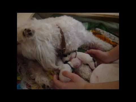 Malteser Geburt