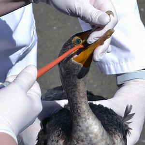 80K views · 663 reactions | Releasing an Indian Cormorant entrapped in a fishing net ❤️ | Bird TV | Facebook
