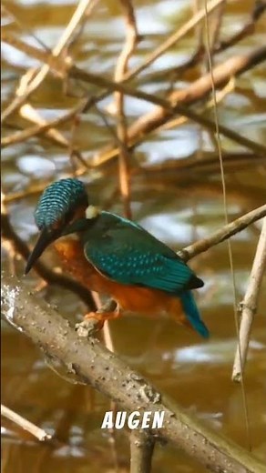 💙 Der Eisvogel – Edelstein des Wassers 🪽