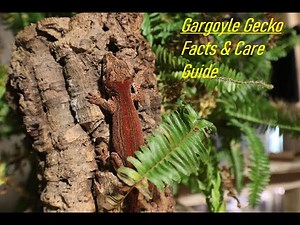 NRW - Gargoyle Gecko Facts & Care Guide - 2023